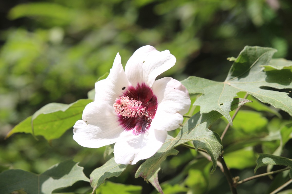 Hibiscus platanifolius (Willd.) Sweet